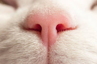 Pet Nose, Framed Poste