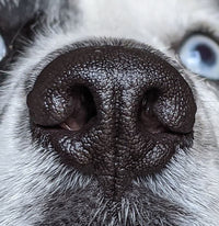 Pet Nose, Framed Poste