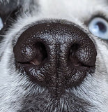 Pet Nose, Framed Poste