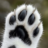 Pet's Paw - Photo board