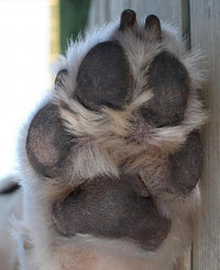 Pet's Paw - Photo board